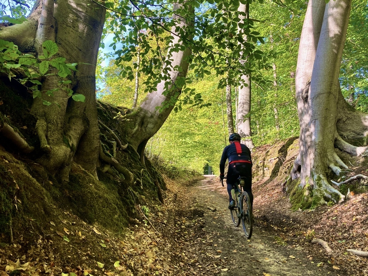 Uitdagende lange gravelrit Meerdaalwoud en Heverleebos